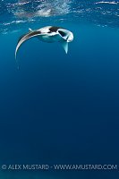 Manta Feeding. Maldives