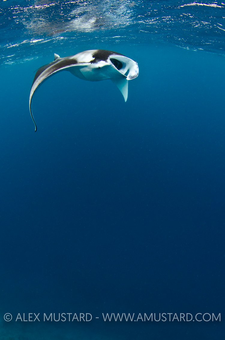 Manta Feeding. Maldives