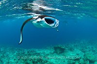 Manta Feeding. Maldives