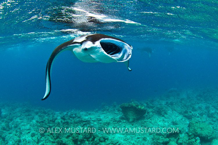 Manta Feeding. Maldives