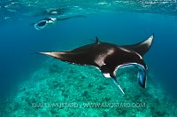Mantas feeding. Maldives.