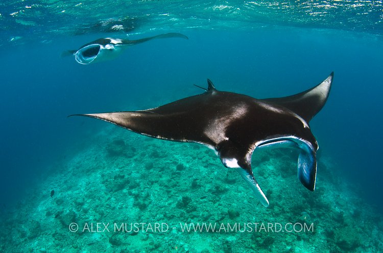 Mantas feeding. Maldives.