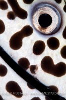 Spotted Moray Detail. Baa Atoll, Maldives.