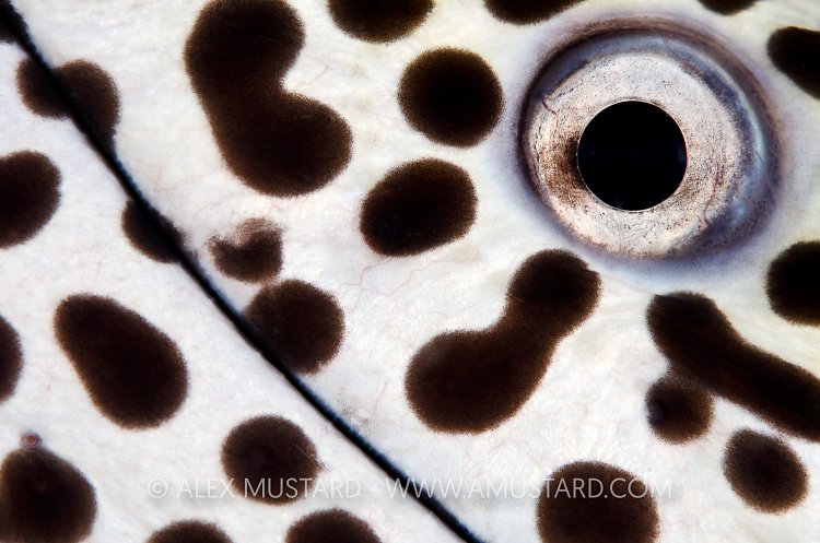 Spotted Moray Detail. Maldives.