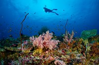 Diver Over Reef. Maldives