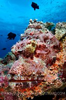 Scorpionfish Face. Maldives