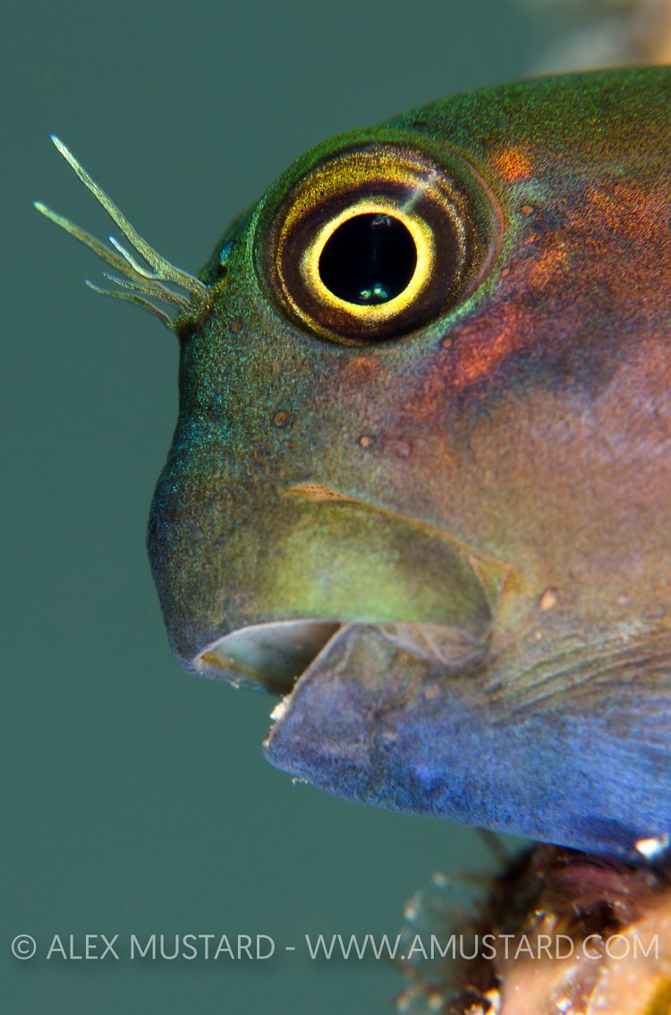 Filamentous Blenny. Maldives