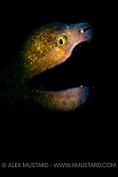 Yellowmargin Moray Portrait. Maldives.