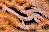 Spider Crabs. Maldives