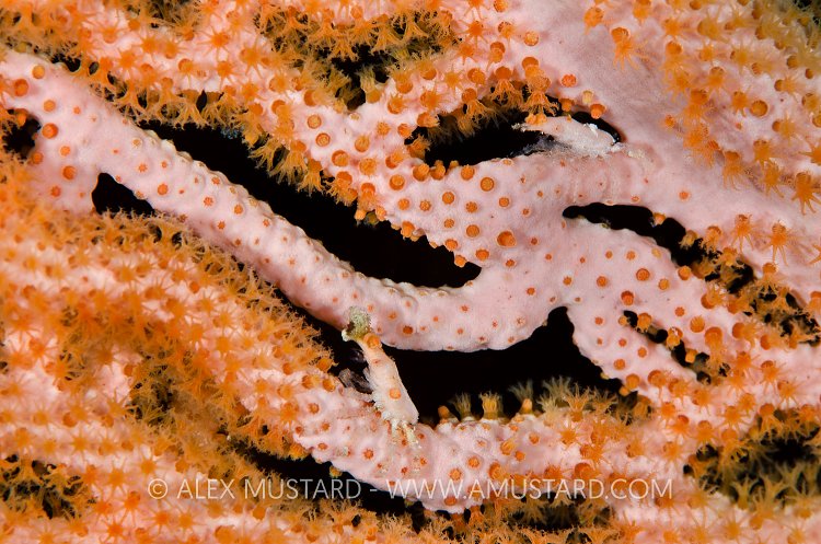 Spider Crabs. Maldives