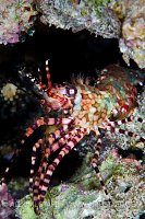 Marbled Shrimp. Maldives
