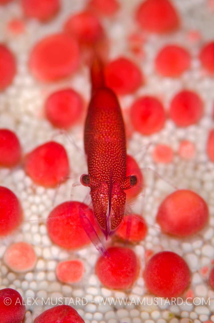 Commensal shrimp. Maldives, Indian Ocean.