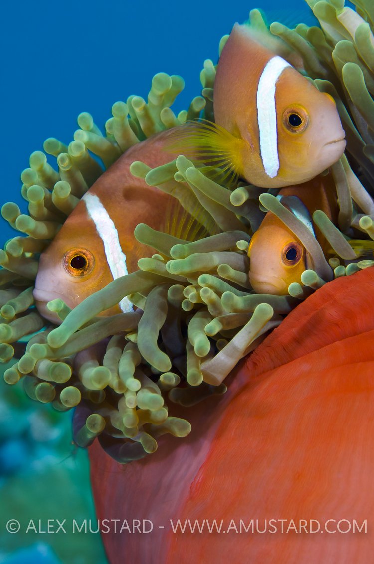 Anemonefish. Maldives.