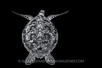 Green Turtle,  Black & White