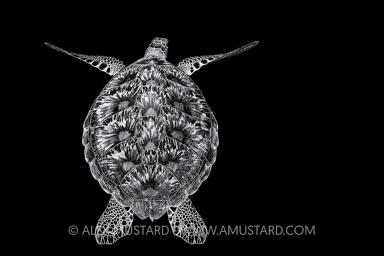Green Turtle,  Black & White