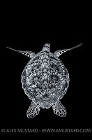 Green Turtle. Black & White. Maldives