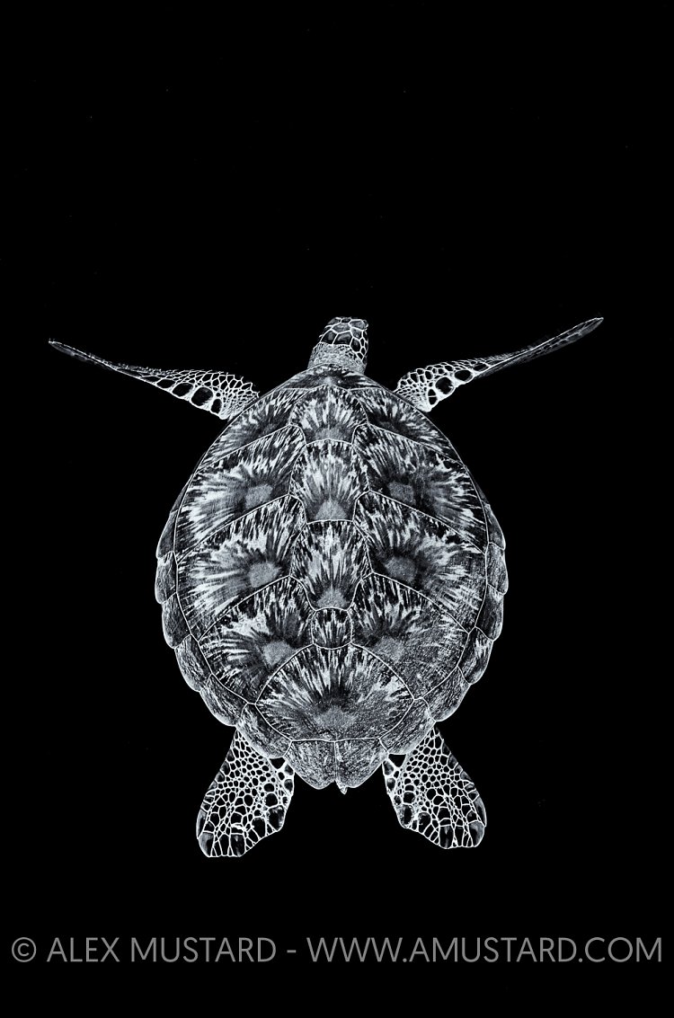 Green Turtle. Black & White. Maldives