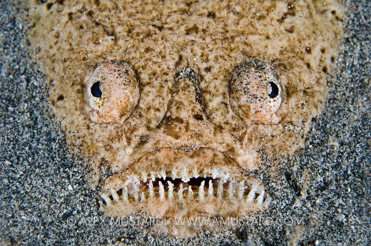 Monster Of The Movies. Indonesia