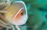 Pink Anemonefish. Indonesia