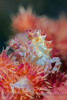 Soft Coral Crab. Indonesia