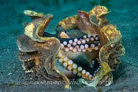 Veined Octopus With Eggs. Indonesia