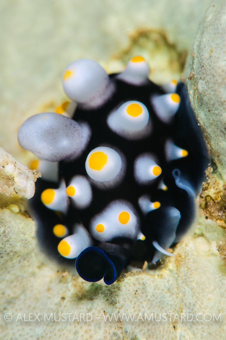 Juvenile Egg Cowrie Mimics Seaslug. Manado