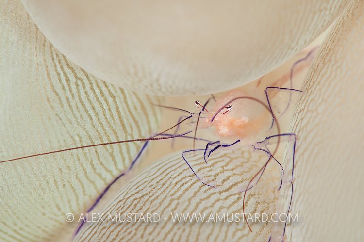 Bubble Coral Shrimp. Indonesia