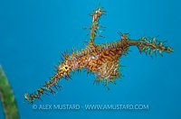 Ghostpipefish With Eggs. Indonesia