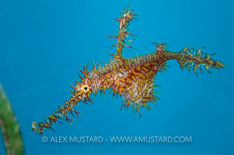 Ghostpipefish With Eggs. Indonesia