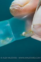 Squid Eggs. Indonesia