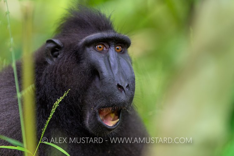 Black Crested Macaque. Indonesia