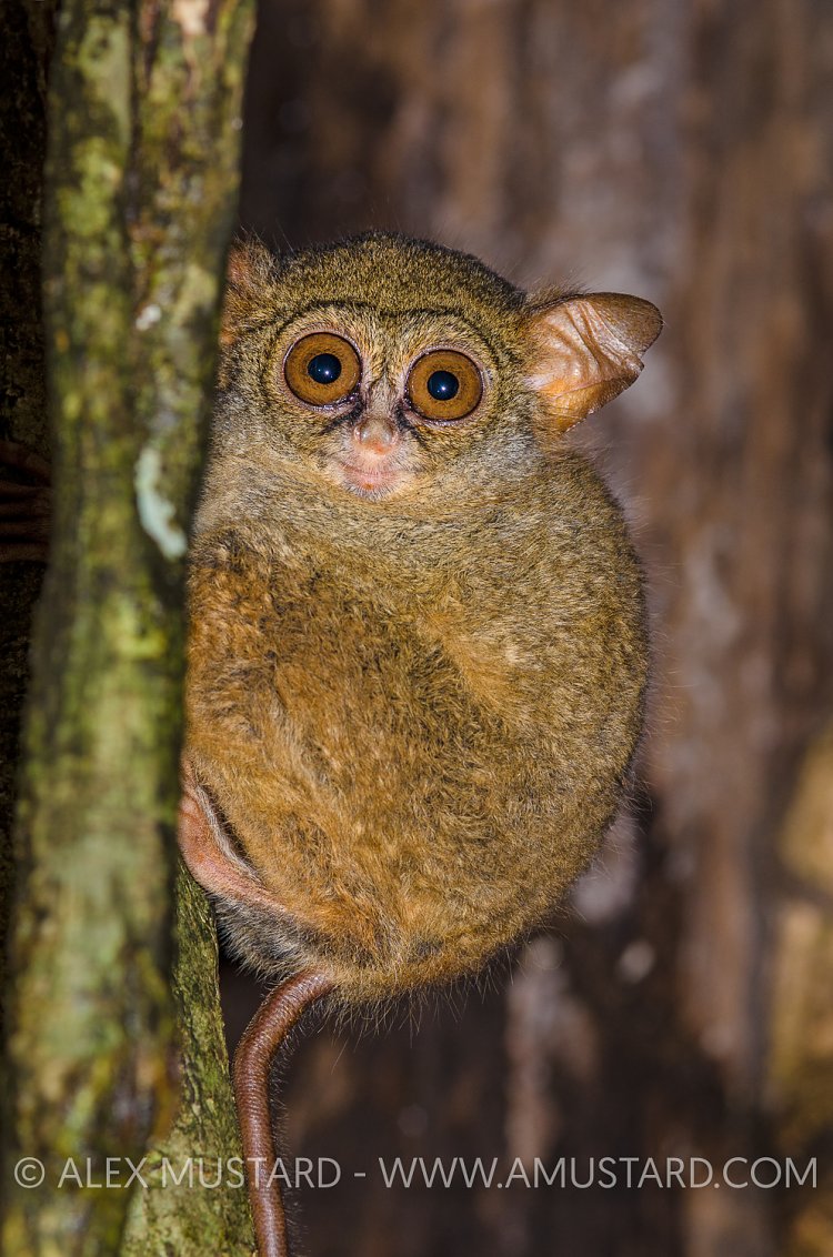 Tarsir Portrait. Indonesia.