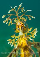 Leafy Portrait. Australia