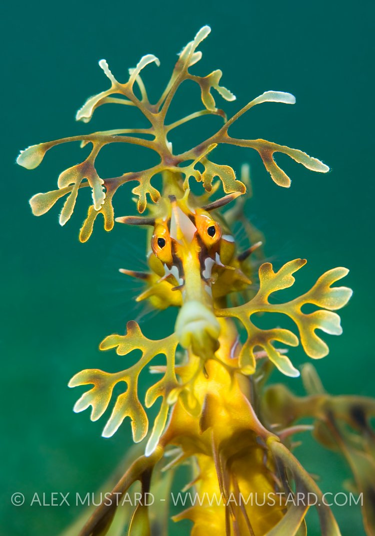 Leafy Portrait. Australia