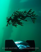 Leafy Seadragon Photography. Australia