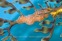 Seadragon eggs. Australia