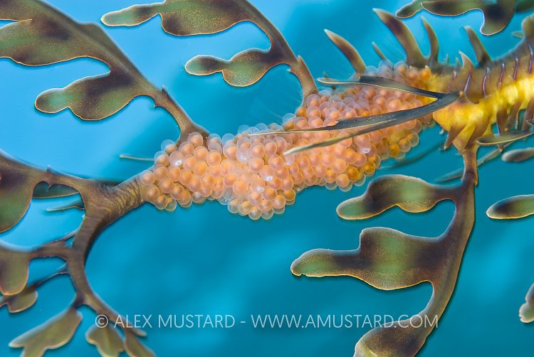 Seadragon eggs. Australia
