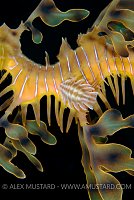 Sea dragon parasite. Australia.