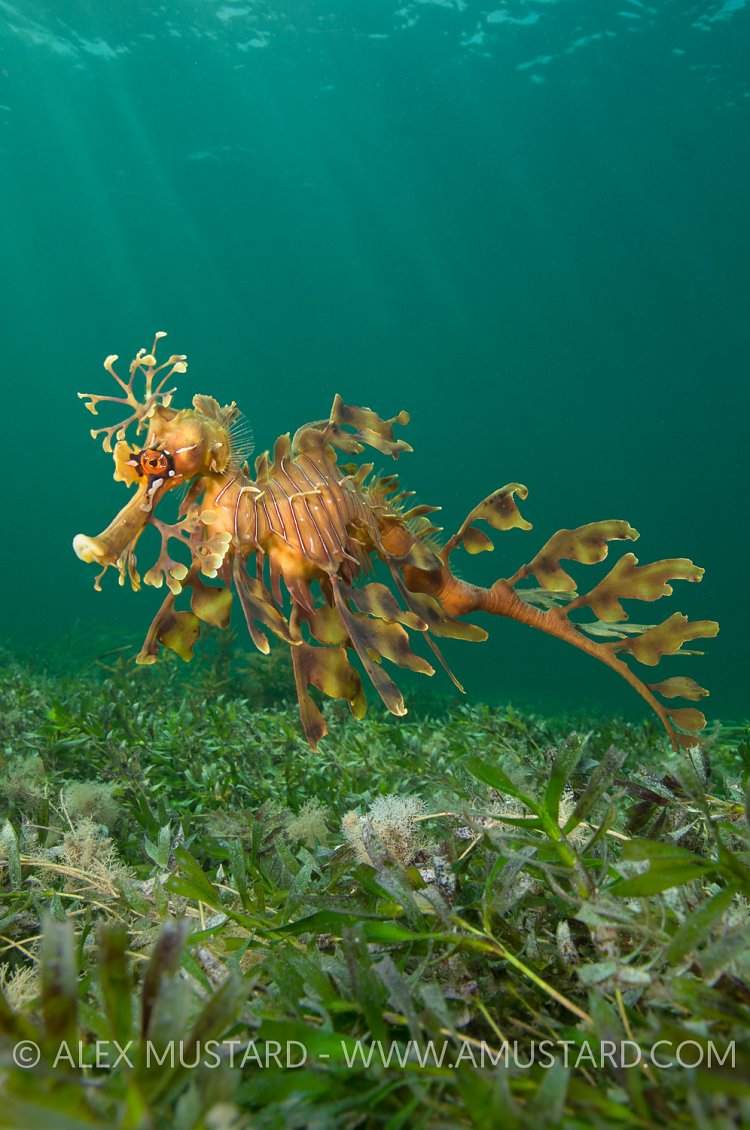 Leafy seadragon over seagrass. Australia.