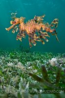 Leafy seadragon over seagrass. Australia.