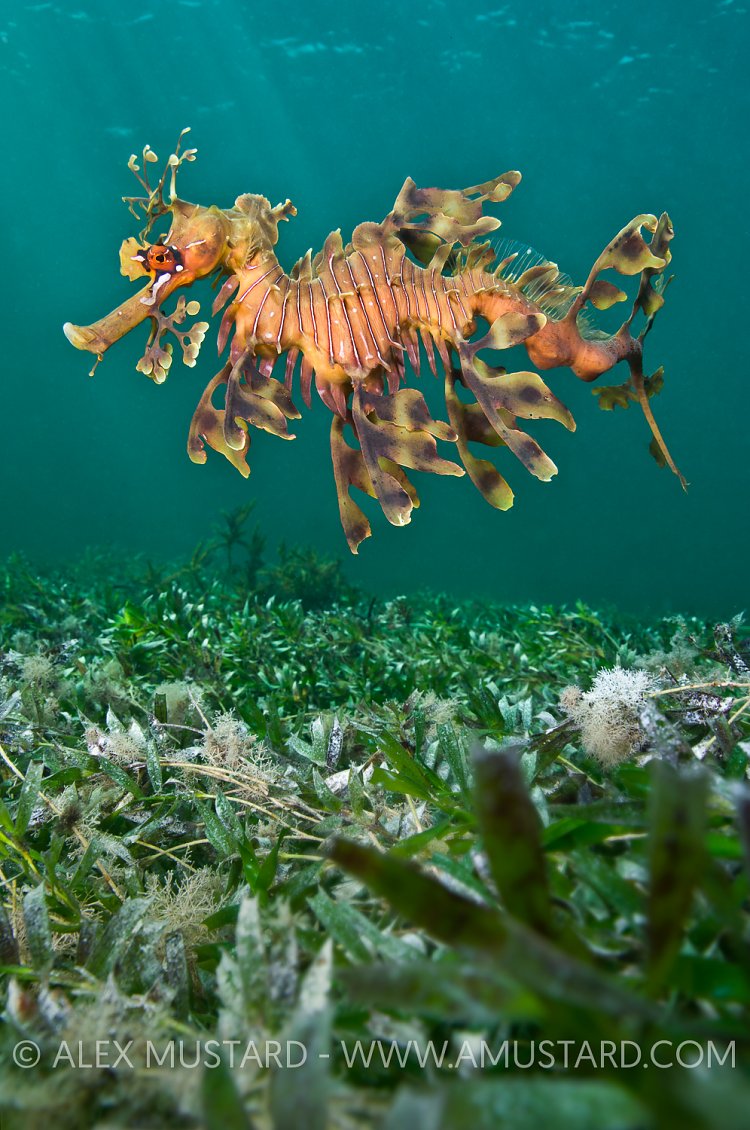 Leafy seadragon over seagrass. Australia.