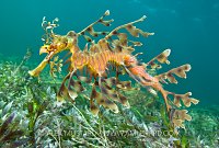 Leafy seadragon with eggs. Australia.