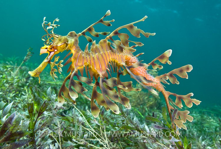 Leafy seadragon with eggs. Australia.