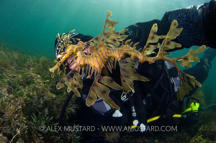 Self portrait with leafy seadragon. Australia