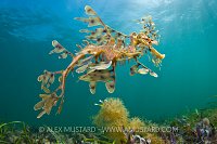 Leafy seadragon from below. Australia