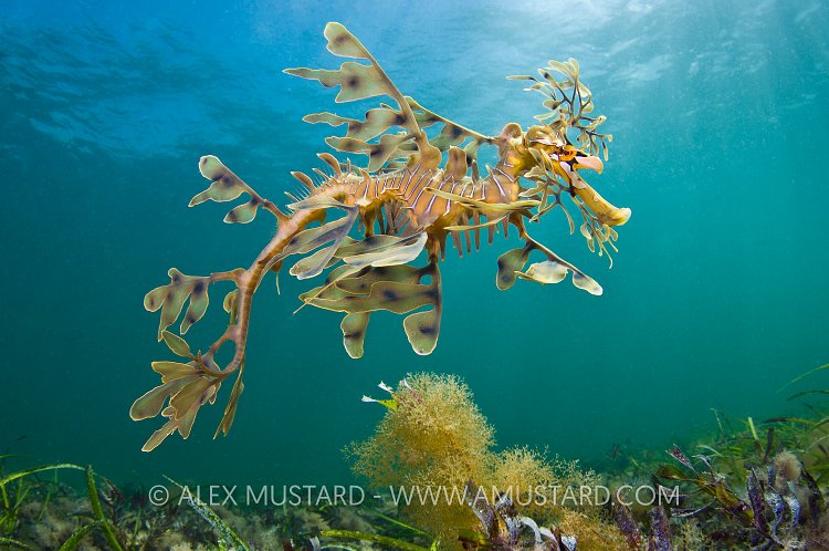 Leafy seadragon from below. Australia