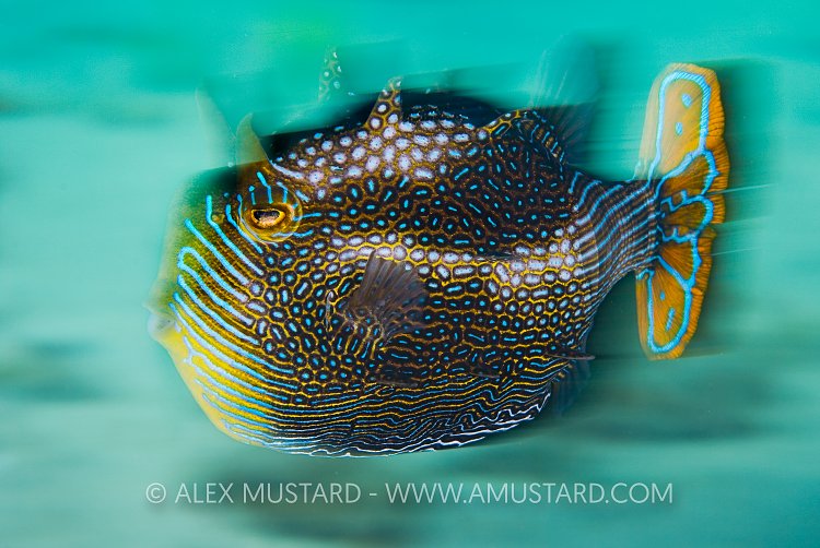 Ornate Cowfish. Australia