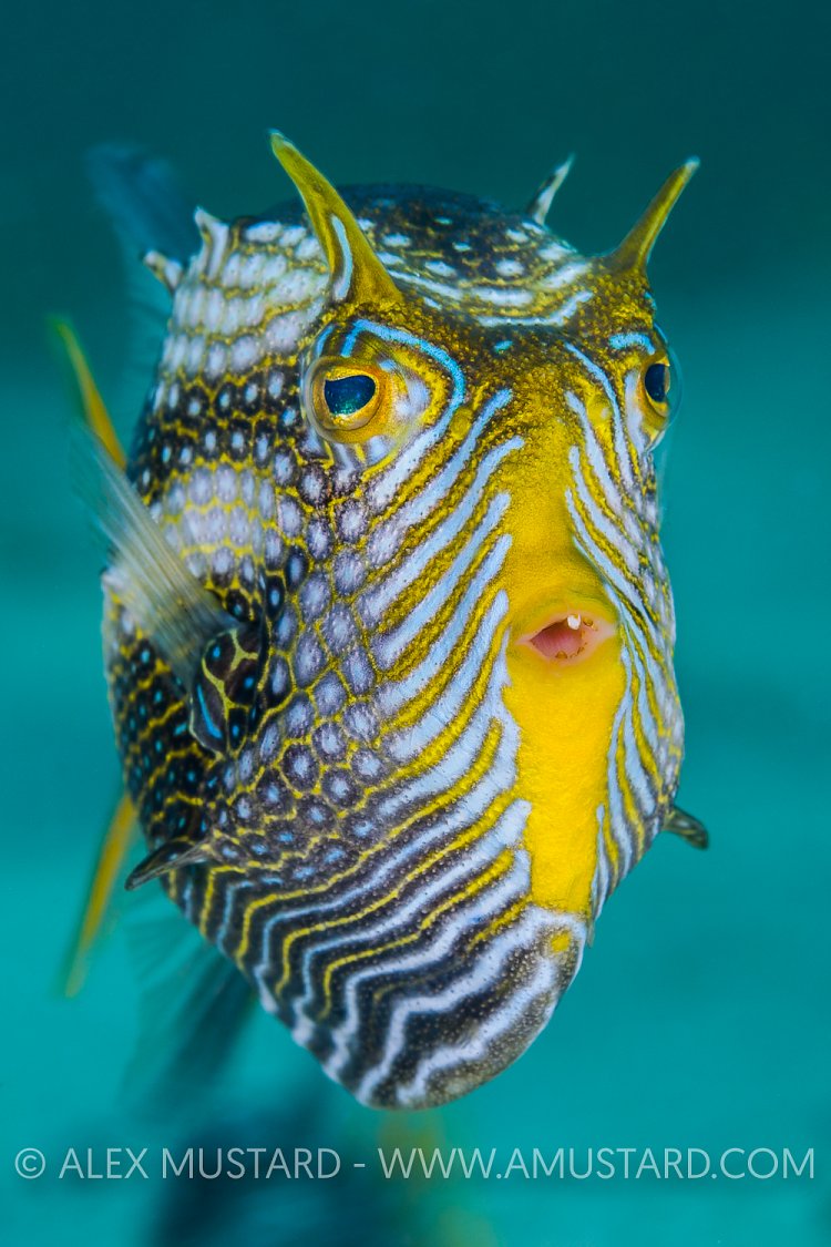 Ornate Cowfish. Australia