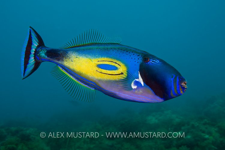 Horseshoe Leatherjacket. Australia