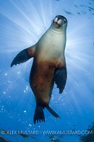 Australian Sea Lion (Neophoca cinerea). Australia.